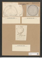 Campylodiscus kittonianus Grev. (de-Toni-Nr.: Genus 57, Species 2510) Zeichnungen Sammlung Grunow Nr. 5021 (NHMW-BOT-W0373276)